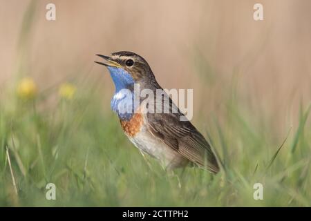 Blueghar bianco-macchia (Luscinia svecica cianecula). Uomo adulto che canta mentre si è in piedi a terra. Foto Stock