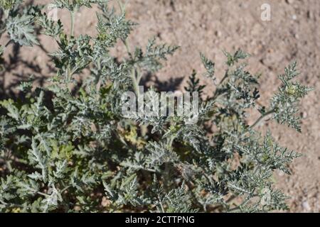 Foglie lobate verdi, borsa annuale, Ambrosia Acanthicarpa, Asteraceae, monoecie native annuali, Palme ventinine, deserto del Mojave Sud, Primavera. Foto Stock