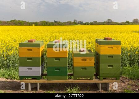 Western Honey Bee (Apis mellifera). Alveari dipinti sul bordo di un campo fiorito di colza (Brassica napus). Foto Stock