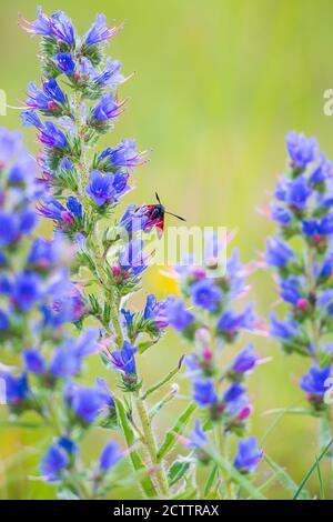 Primo piano di una di sei spot burnett butterfly Zygaena filipendulae, impollinatori su viola Echium vulgare blueweed fiori durante il giorno. Foto Stock