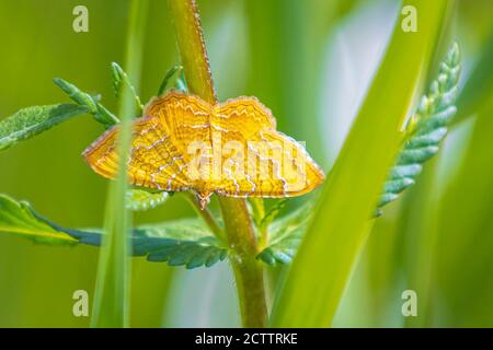 Primo piano di un colore oro giallo guscio moth Camptogramma bilineata appoggiato nel verde dei prati. Foto Stock