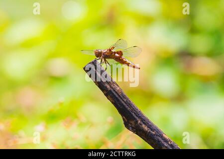 Closeup di una Libellula depressa arroccata, il culo corposo o corposo dragonfly femmina darter. Foto Stock