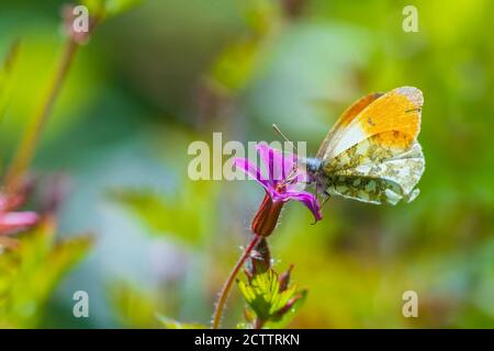 Anthocharis cardamines arancione punta farfalla maschile alimentazione su fiore rosa Geranium robertianum. Foto Stock