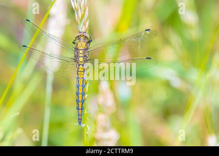 Orthetrum cancrellatum è una libellula dell'Europa e dell'Asia. Una specie femminile sta riposando, riscaldandosi nella luce calda del sole estivo. Foto Stock