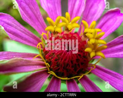 Fuoco selettivo immagine macro di un fiore di zinnia con vibrante colori e sfondo verde sfocato Foto Stock