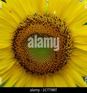 Un primo piano macro-selettivo di un girasole con bellissimo motivo e petali gialli Foto Stock