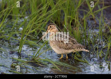 Snipe comune (Gallinago gallinago) foraggio in acque poco profonde. Islanda Foto Stock