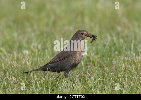 Blackbird (Turdus merula). Donna che raccoglie vermi per pulcini in giardino. Foto Stock