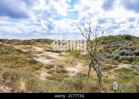 Paesaggio con dune e natura selvaggia sotto un cielo nuvoloso Nel parco nazionale Meijendel sulla costa olandese Foto Stock