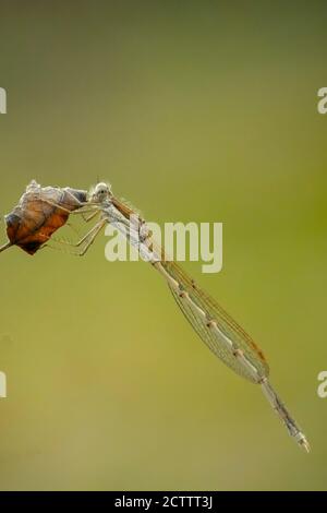 Comune inverno damselfly maschio, Sympedma fusca, poggiando su uno stelo. Possono essere trovati tutto l'anno come overwinter come adulto. Foto Stock