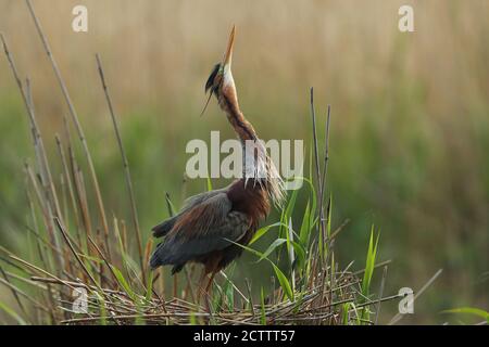 Erone viola (Ardea purea). Adulto su nido in canne, Foto Stock