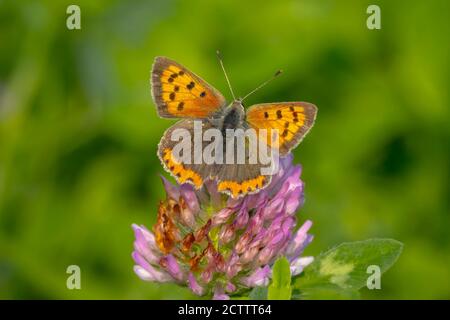 Closeup di una piccola o comune farfalla di rame, lycaena phlaeas, alimentazione nettare di fiori viola in un prato floreale e vibrante con luce solare brillante. Foto Stock