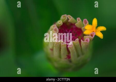 Fuoco selettivo immagine macro di un fiore di zinnia con un fiore giallo in fiore Foto Stock