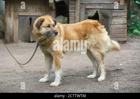 Un cane di guardia si siede su una catena vicino alla cabina. Protezione del territorio da parte degli animali Foto Stock