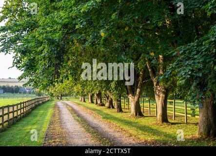 Viale alberato nella luce del sole di mattina presto. Taynton, Cotswolds, Oxfordshire, Inghilterra Foto Stock