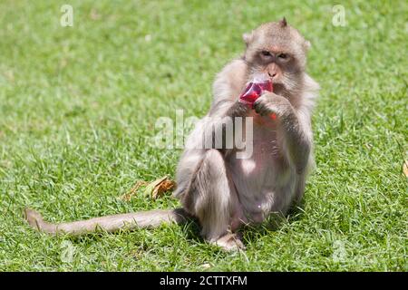 Macachi mangiatori di granchi di bere succo di frutta al Prang Sam Yod tempio in Lopburi, Thailandia. Foto Stock