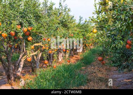 File di melograni con melograni maturi appesi su rami di un frutteto. Israele Foto Stock