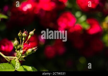 Cespuglio di rosa che cresce in luce del sole. Fiori rossi sullo sfondo. Bokeh. Foto Stock