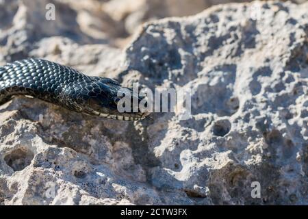 Primo piano della testa di un adulto di serpente di frusta nera occidentale, Hierophis viridiflavus, a Malta Foto Stock