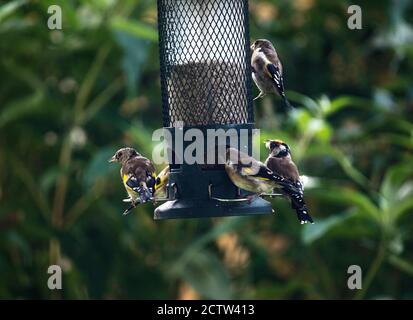 Giovani e adulti Goldfinches nutrire su cuori di girasole da un Alimentatore in un Giardino in Alsager Cheshire Inghilterra Regno Unito REGNO UNITO Foto Stock