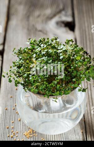 Primo piano di Mustard Micogreens, foglie verdi e steli. Microgreni germoglianti. Germinazione di seme a casa. Concetto di alimentazione vegana e sana. Germogliato M Foto Stock