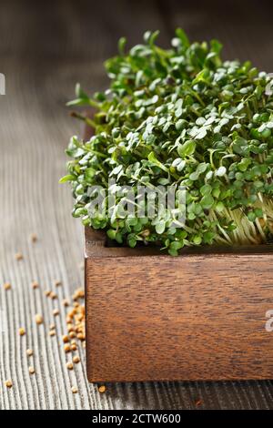 Primo piano di Mustard Micogreens, foglie verdi e steli. Microgreni germoglianti. Germinazione di seme a casa. Concetto di alimentazione vegana e sana. Germogliato M Foto Stock