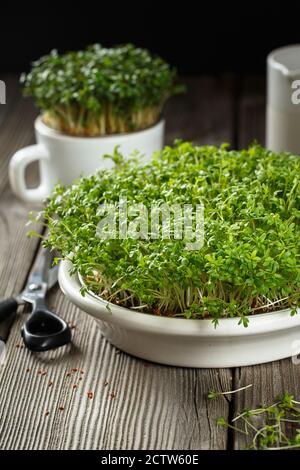 Primo piano di insalata di crescione, foglie verdi e steli. Microgreni germoglianti. Germinazione di seme a casa. Concetto di alimentazione vegana e sana. S Foto Stock