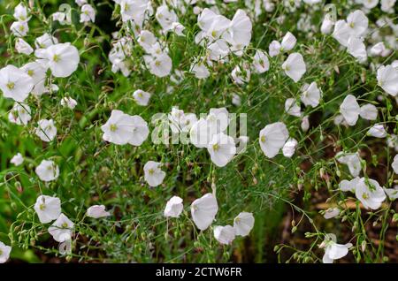 Linum perenne 'Nanum Album Diamant' fuoco selettivo. Foto Stock