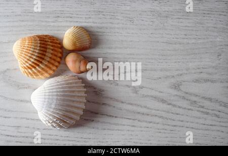 conchiglie di mare su superficie di legno in stile sbiancato con il sole, norfolk, inghilterra Foto Stock