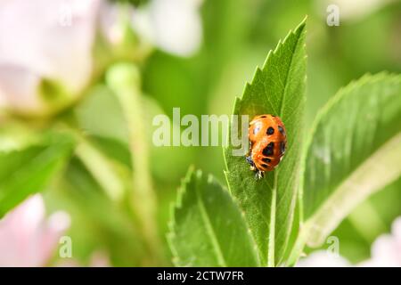 Larva arancione chiaro di Ladybug sulla foglia verde, palcoscenico pupilale. Foto ad alta risoluzione. Messa a fuoco selettiva. Profondità di campo poco profonda. Foto Stock