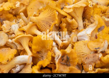 Sfondo colorato di un gran numero di chanterelles Foto Stock