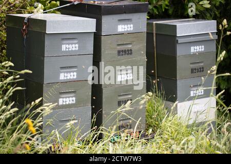 Alveari e api in legno verde in apiary in un giardino botanico a Wellington, Nuova Zelanda. Concetto di apicoltura o apicoltura. Foto Stock