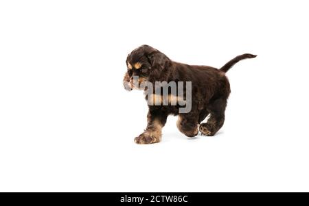 Cocker americano spaniel cucciolo running. Carino dark-braun doggy o animale domestico che gioca su sfondo bianco. Sembra attento e divertente. Foto di studio. Concetto di movimento, movimento, azione. CopySpace. Foto Stock