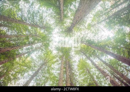 Vista di alberi di sequoie verdi dal basso in su, nella foresta di Whakarewarewa di Redwoods, Rotorua, Nuova Zelanda Foto Stock