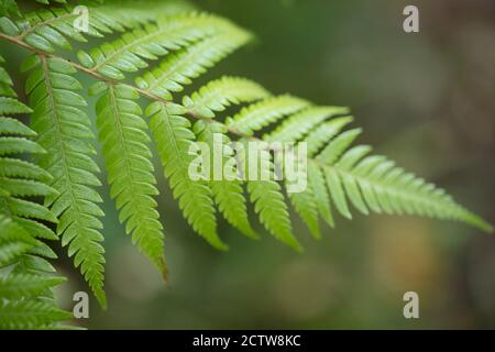 Primo piano con messa a fuoco morbida sulla foglia di felce verde Foto Stock