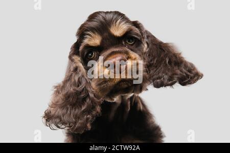 Cocker americano spaniel puppy in posa. Carino dark-braun doggy o animale domestico che gioca su sfondo grigio. Sembra attento e divertente. Foto di studio. Concetto di movimento, movimento, azione. CopySpace. Foto Stock