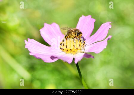 Ape di miele (Apis mellifera) che raccoglie nettare e polline da un fiore rosa del giardino di Cosmea. Primo piano ape e fiore in un giardino estivo. Foto Stock