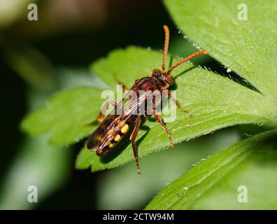 Flavous nomad Bee (Nomada fava), su foglia, Kent UK, immagine a fuoco sovrapposto Foto Stock