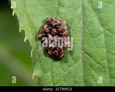 Insetti di protezione verde (Palomena prasina) ninfe, 1 ° instar, raggruppati insieme, Blan Woodlands, Kent UK Foto Stock