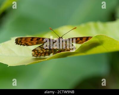 Heath Fritillary Butterfly (Melitaea athalia), Blan Woodlands, Kent UK Foto Stock