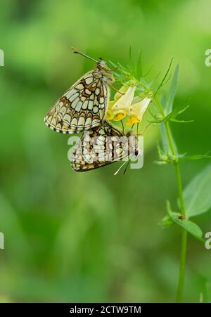 Heath Fritillary Butterfly (Melitaea athalia), accoppiamento di coppia, su grano tenero di mucca (Melampyrum pratense), Blan Woodlands, Kent UK Foto Stock