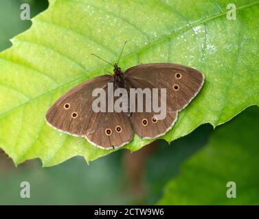 Farfalla ad anello (Aphantopus iperantus) che riposa con le ali aperte, Blan Woodlands, Kent UK Foto Stock