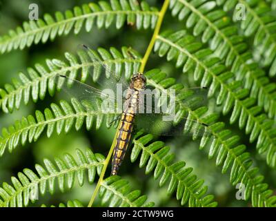 Dragonfly skimmer con coda nera (Orthetrum cancrellatum), femmina che riposa su foglie di felce, Blan Woodlands, Kent UK Foto Stock