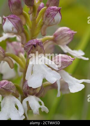 Lady Orchid (Orchis purea) forma di colore chiaro, in fiore, Dange Woods, Bonsai Bank, Kent, UK, immagine a fuoco sovrapposto Foto Stock