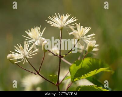 Traveller's-Joy flowers (Clematis vitalba), Kent, Regno Unito, conosciuta anche come barba di Old Man Foto Stock