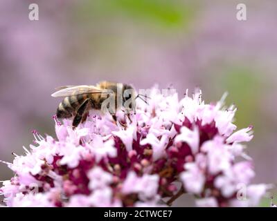Miele ape (Apis mellifera) nectaring su Wild Thyme (Thymus serphyllum) fiore, Kent UK Foto Stock
