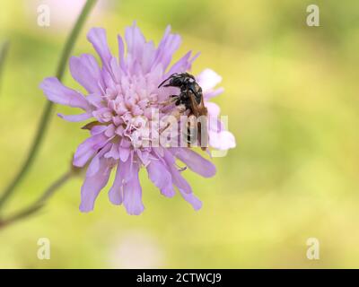 Snello minerario / comune solco ape (Lasioglossum calceatum) su campo scabioso (Knautia arvensis), Kent UK Foto Stock