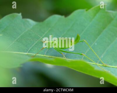 Bush cricket speckled (Leptophytes puntatissima), giovanile, Kent, UK Foto Stock