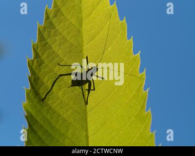 Bush cricket speckled (Leptophytes puntatissima), giovanile, Kent, UK, retroilluminazione su foglia Foto Stock