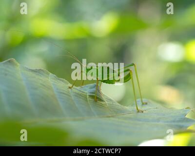 Bush cricket speckled (Leptophytes puntatissima), giovanile, Kent, UK Foto Stock